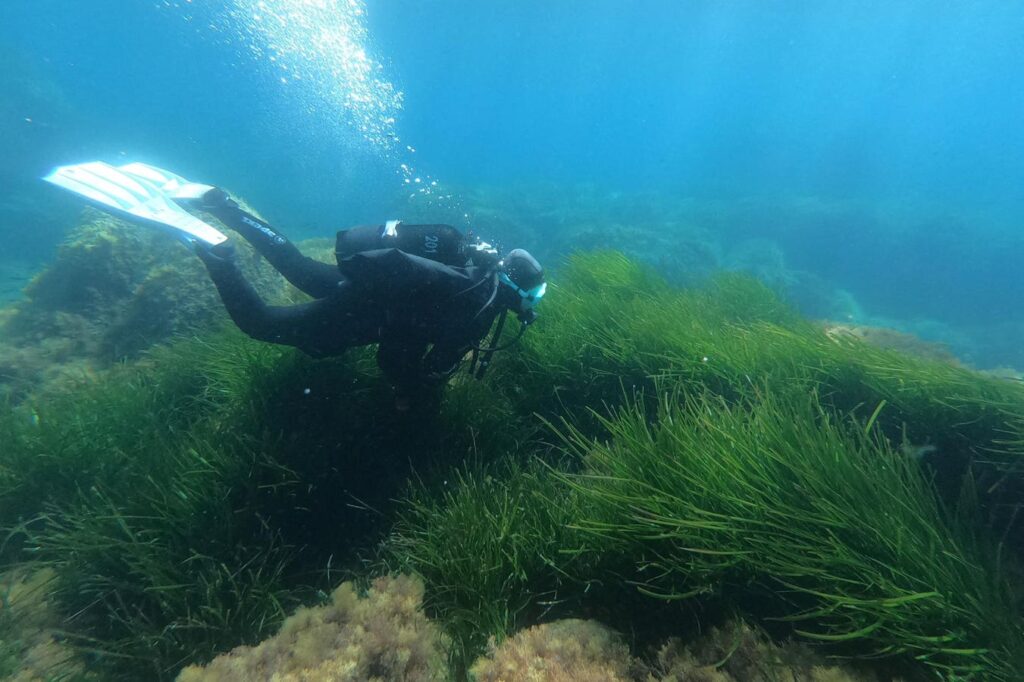 Deloitte supports new program to unlock funding for seagrass recovery