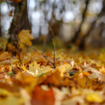Why is 60 degrees in the fall different than in the spring?